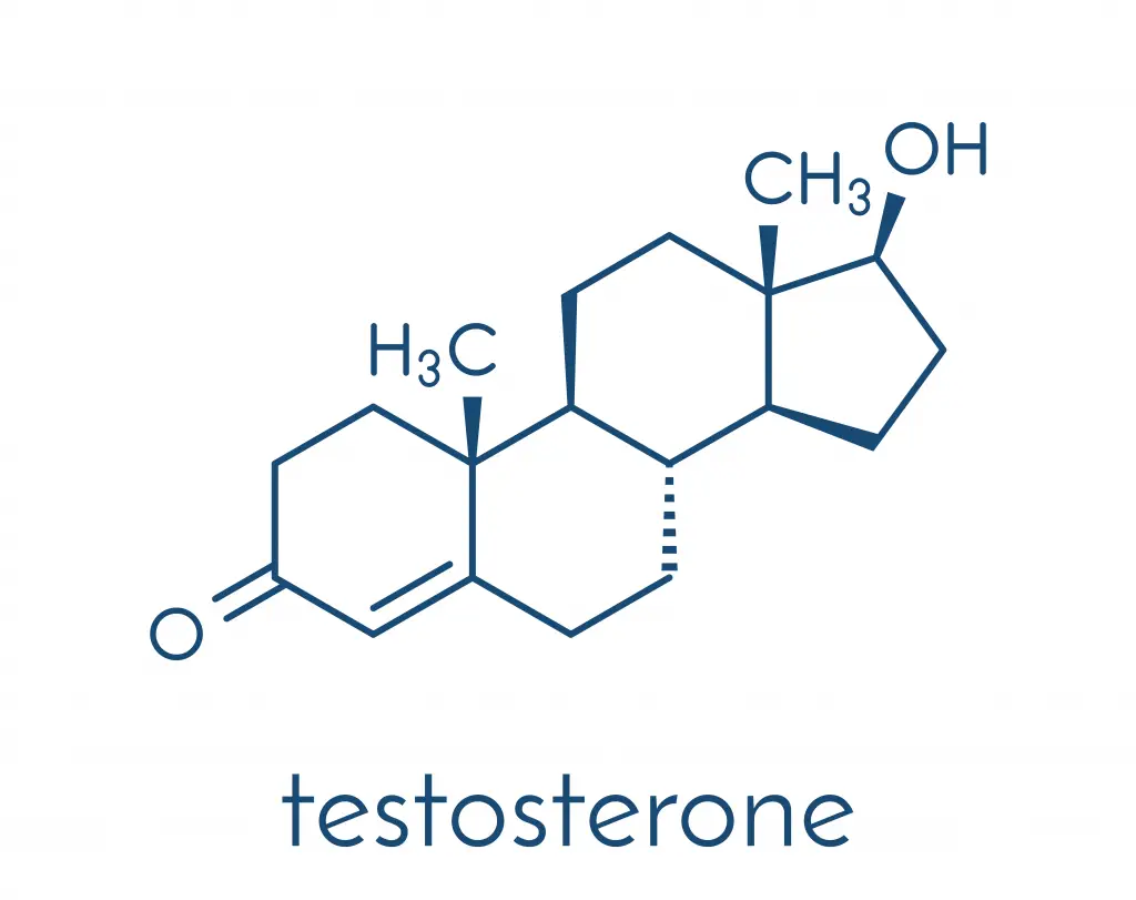 Qu’est-ce que la testostérone ?