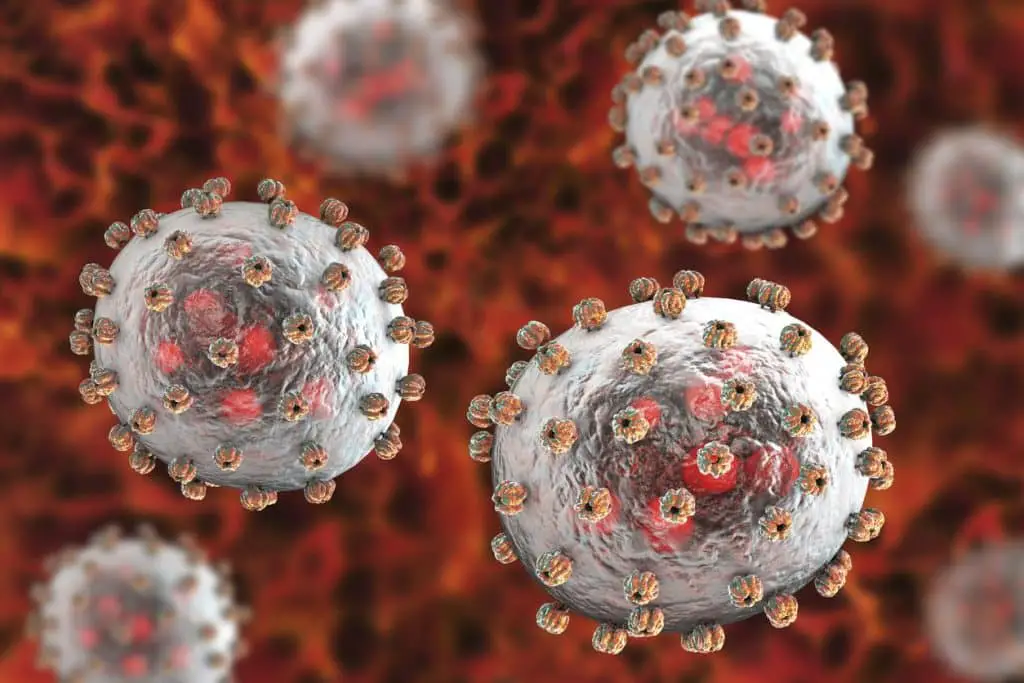 virus lassa