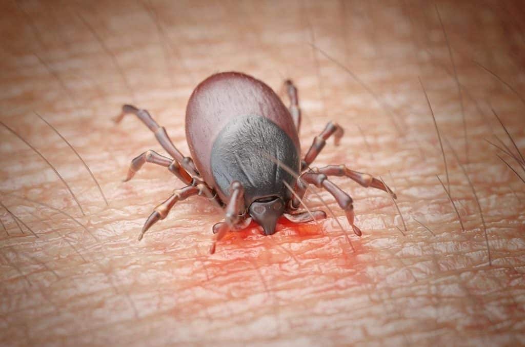 maladie de Lyme