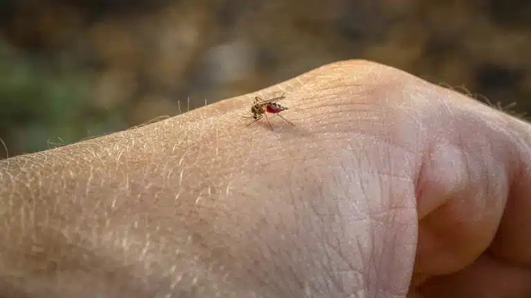 Cas de dengue en Polynésie française : 2 foyers identifiés