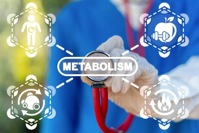 Métabolisme : C’est quoi et comment ça fonctionne ? Métabolisme : C’est quoi et comment ça fonctionne ?