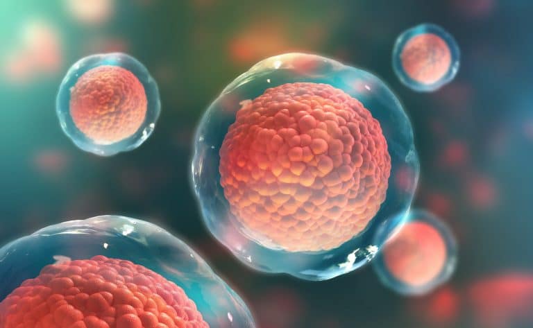 Cellule : C’est quoi une cellule ? La définition Cellule : C’est quoi une cellule ? La définition