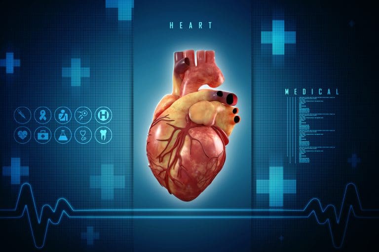 Cœur : Rôle, Anatomie et définition Cœur : Rôle, Anatomie et définition