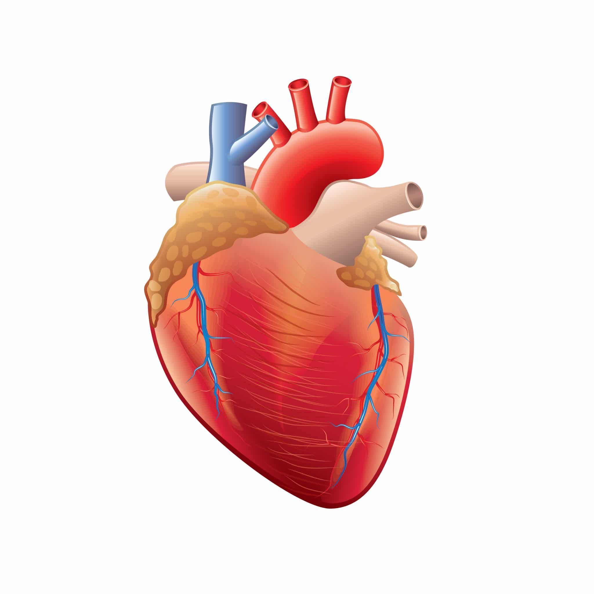 Le Coeur A Ses Raisons Netflix Saison 1