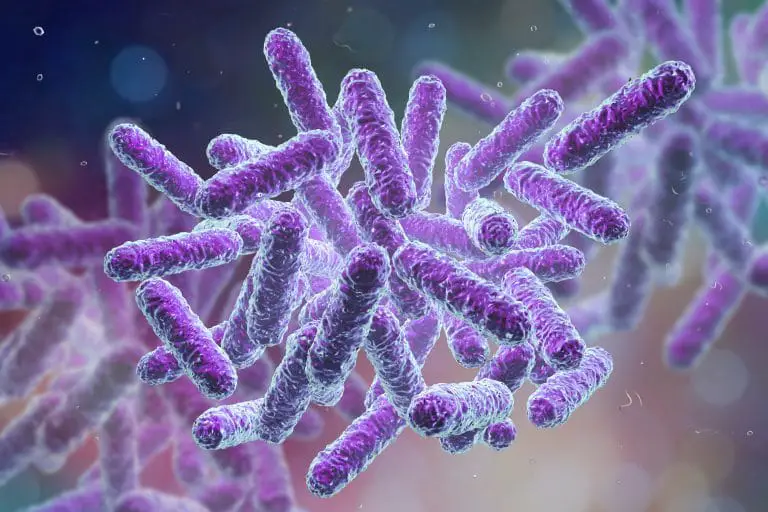Quels sont les meilleurs probiotiques ? Quels sont les meilleurs probiotiques ?