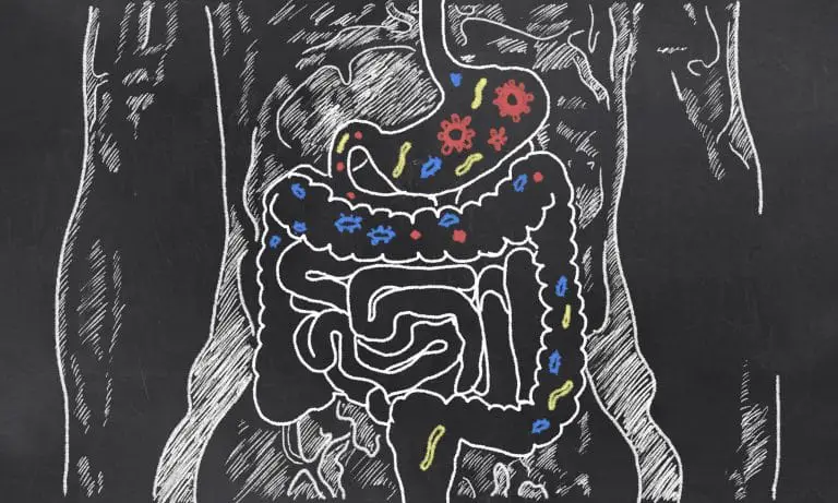 Quels probiotiques prendre pour l’intestin ?