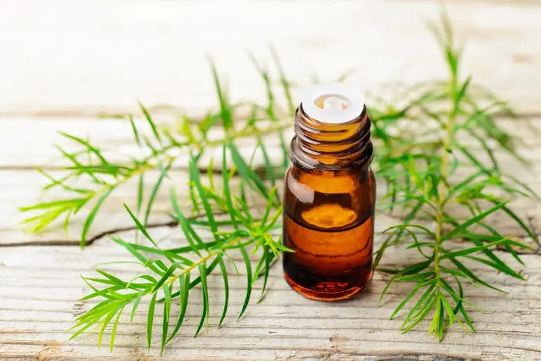 Zoom sur l’huile essentielle de Tea Tree Zoom sur l’huile essentielle de Tea Tree