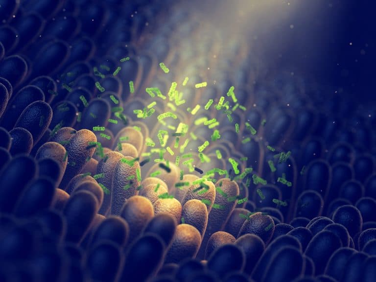 Microbiote : quel effet sur l’immunité ? Microbiote : quel effet sur l’immunité ?