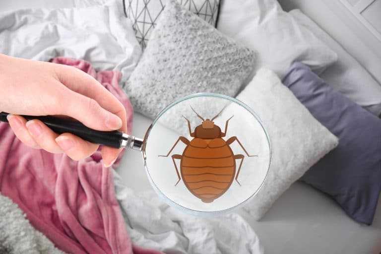Que faire si vous avez des punaises de lit ?