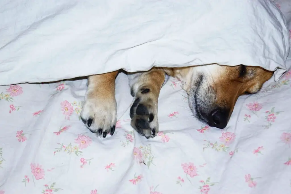 Difficultés de l'insomnie représentée par un chien sous une couette