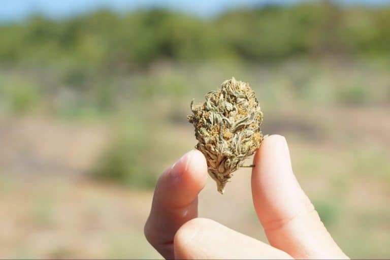 C’est quoi la fleur de CBD ? C’est quoi la fleur de CBD ?