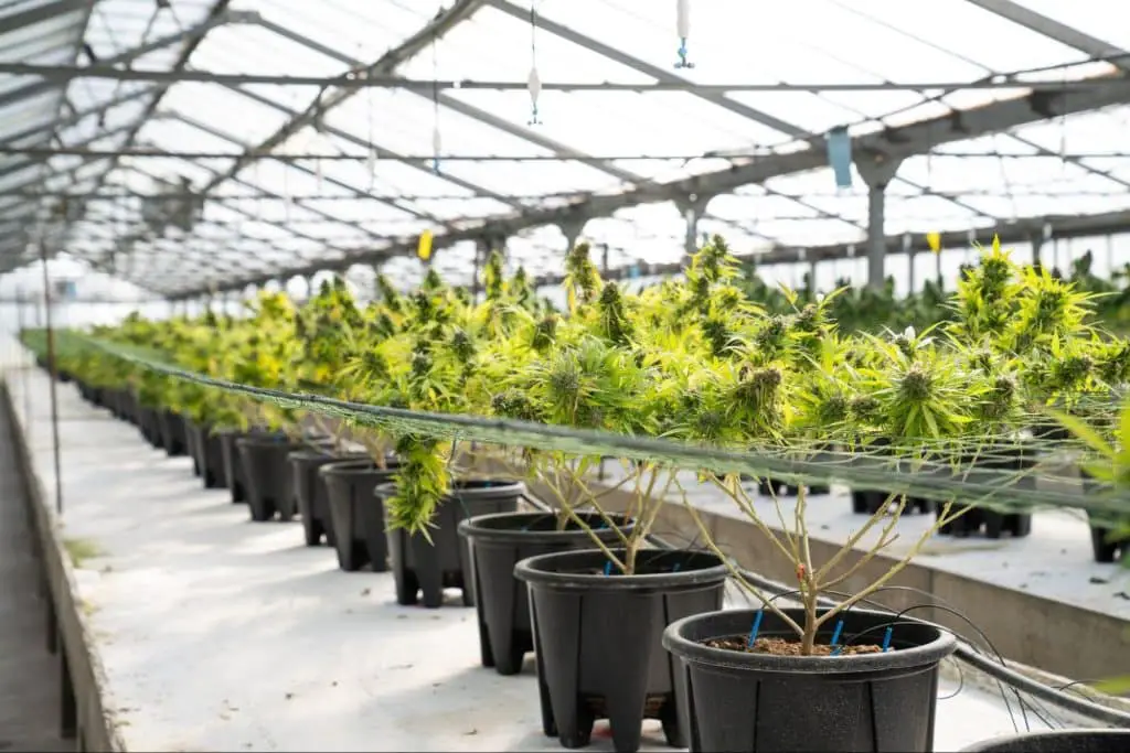 Culture de plantes sous serre avec filet de maintien