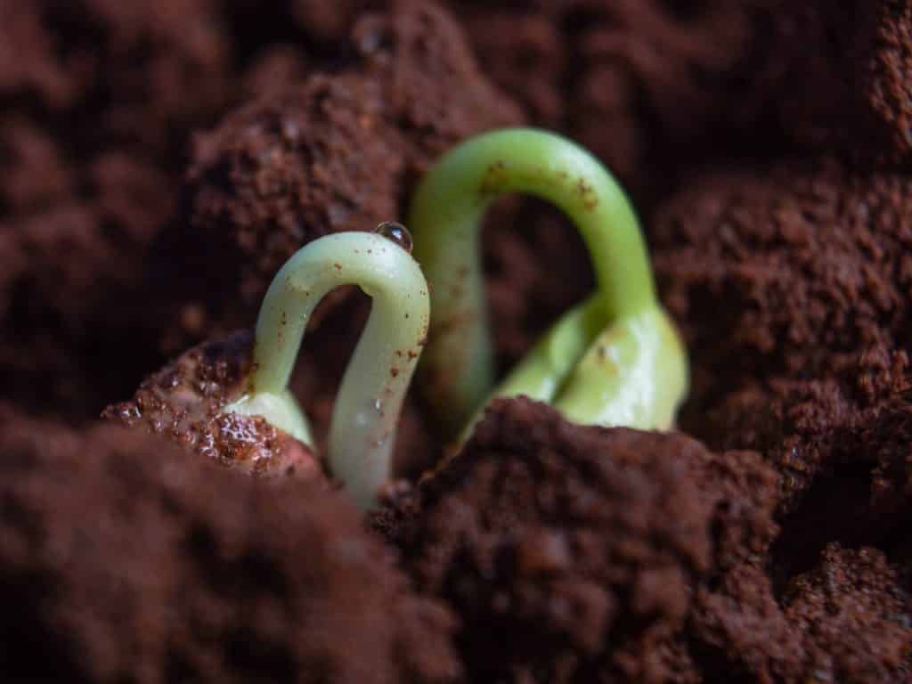 Graine dans la terre en pleine germination