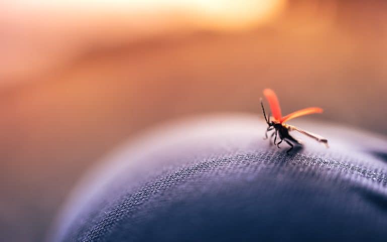 Quelle protection contre les maladies transmises par le moustique ?