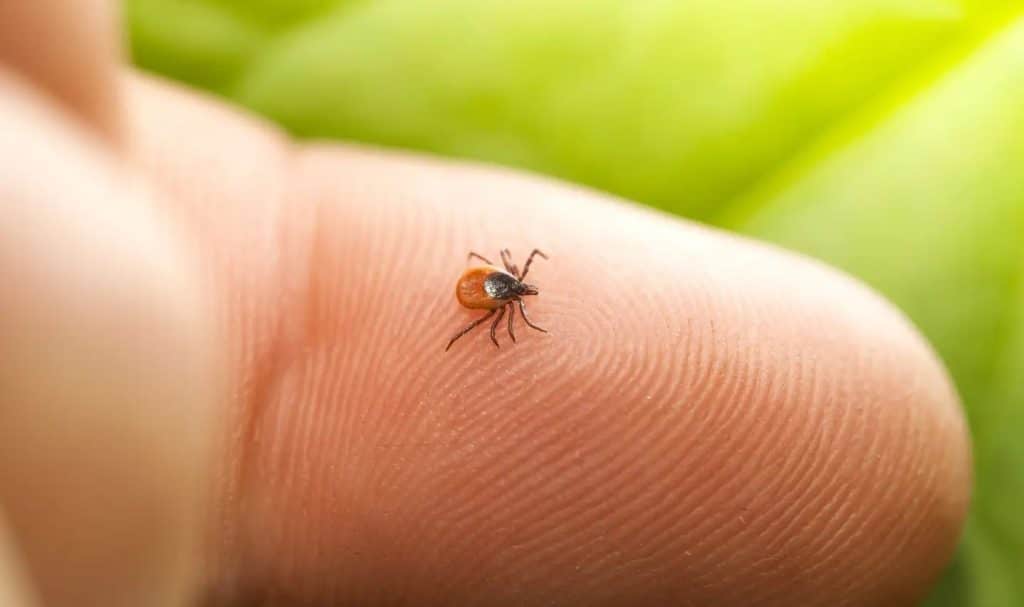 traitement maladie de Lyme