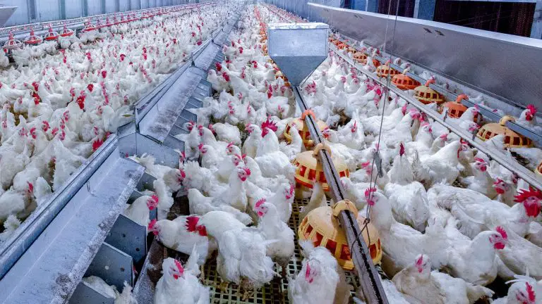 Selon l’OMS, la mort du premier cas humain de grippe aviaire H5N2 n’est pas attribuable au virus